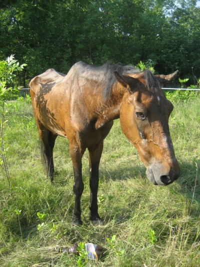 cal abandonat Rex 03