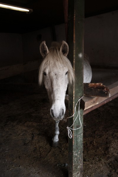 cal abandonat Rodica 03