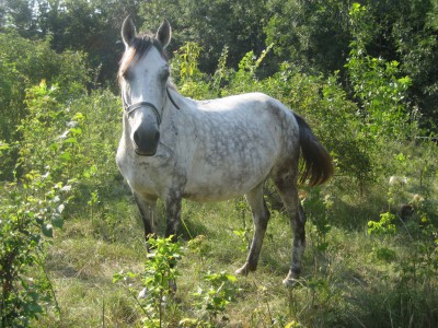 cal abandonat Ordonanta 06