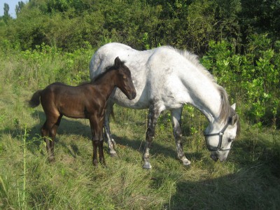 cal abandonat Ordonanta_si_Gratiela 01