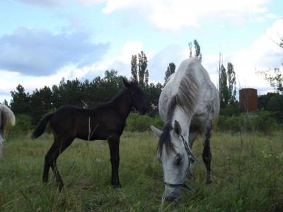 cal abandonat Ordonanta_si_Gratiela 02