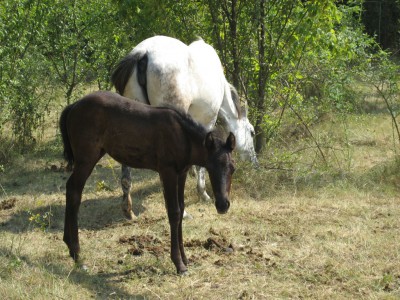 cal abandonat Ordonanta_si_Gratiela 04