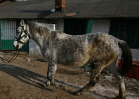 cal abandonat Ordonanta 01