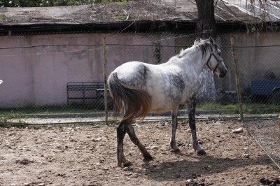 cal abandonat Ordonanta 04