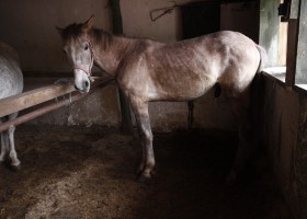 cal abandonat Catar 02