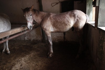 cal abandonat Catar 02