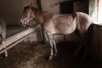 cal abandonat Catar 03