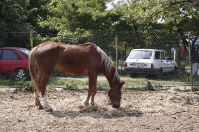 cal abandonat Rita 04