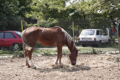 cal abandonat Rita 05