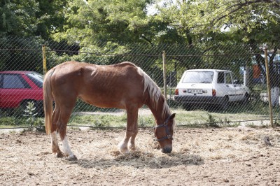 cal abandonat Rita 06