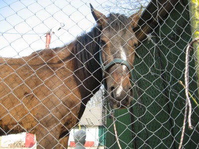 cal abandonat Banel 02