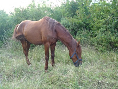 cal abandonat cezar 05