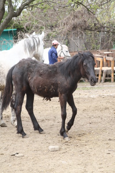 cal abandonat gratiela 08