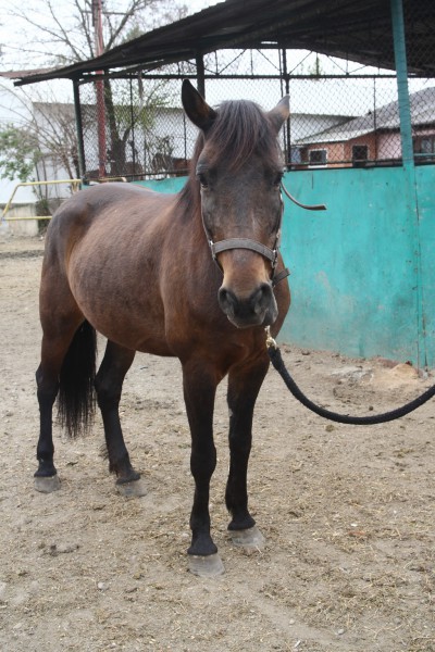 cal abandonat natasa 02