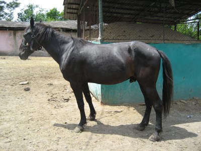 cal abandonat staicu 02