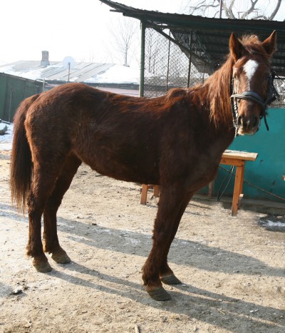 cal abandonat Nora 01