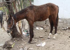 cal abandonat paco 01