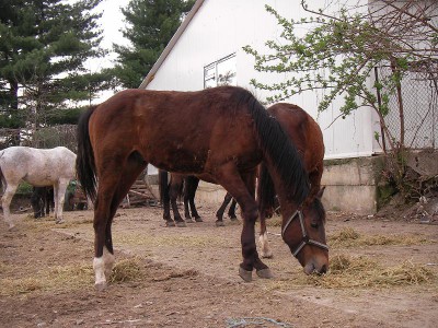 cal abandonat paco 08