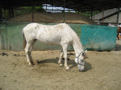 cal abandonat bianca 01