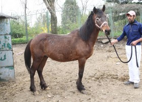 cal abandonat traian 01