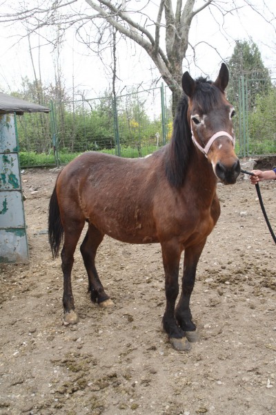 cal abandonat traian 05