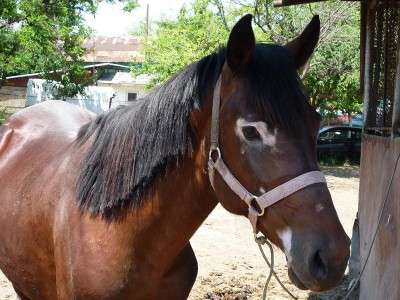 cal abandonat traian 08