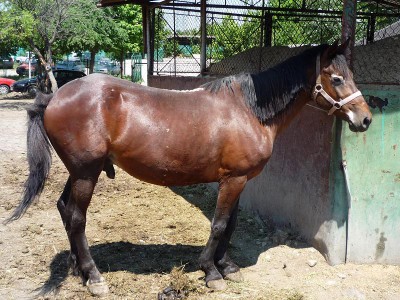 cal abandonat traian 10