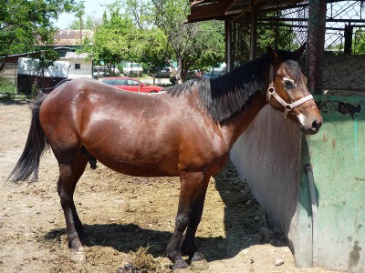 cal abandonat traian 11