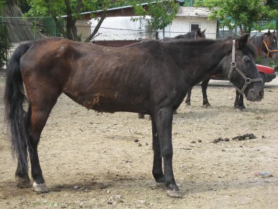 cal abandonat blacky 03