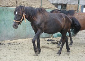 cal abandonat embre 01