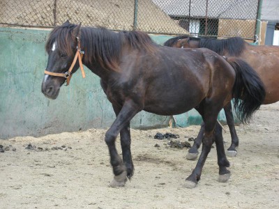 cal abandonat embre 01